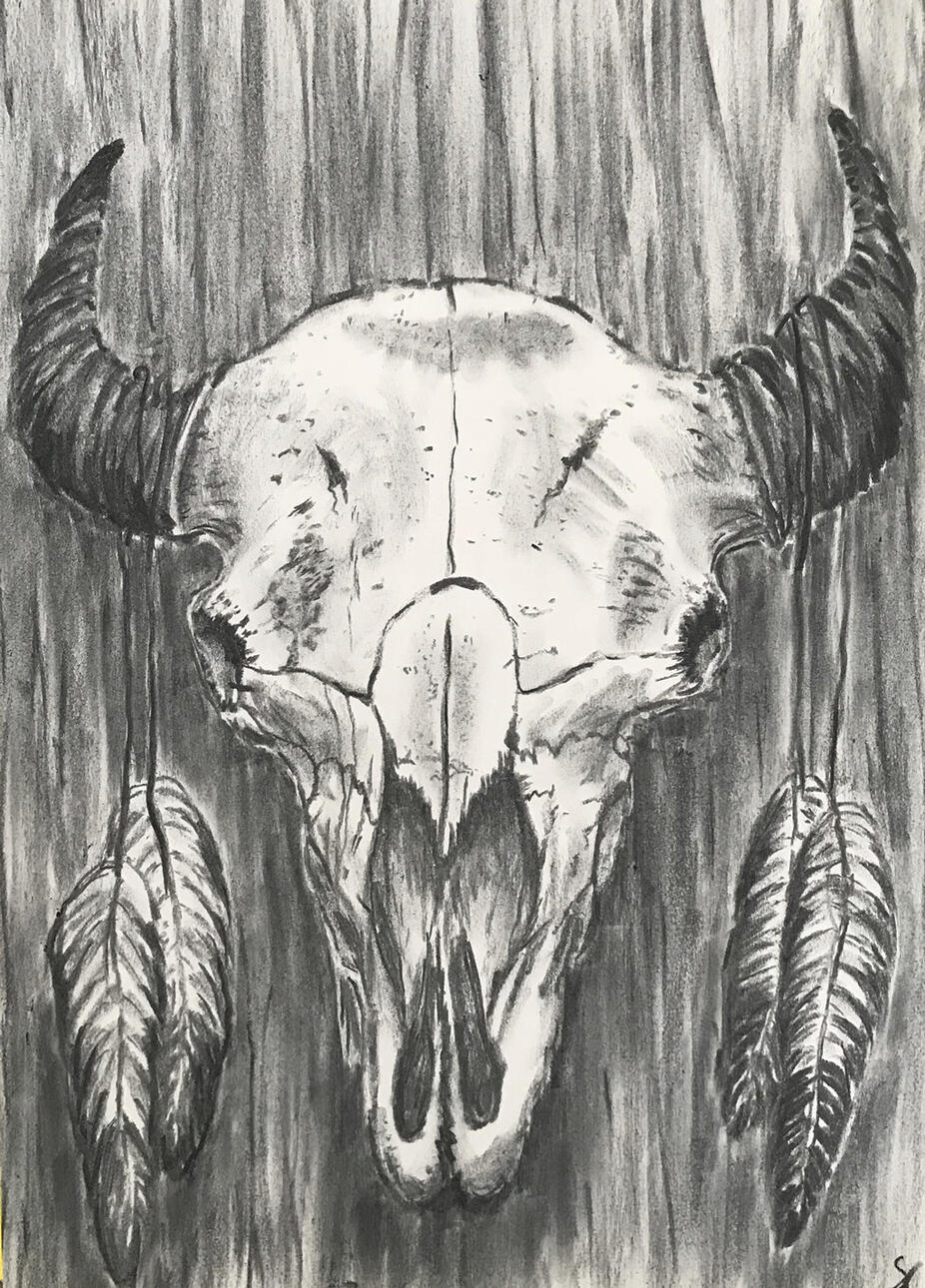 Bison Skull - Charcoal on paper